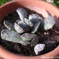  Adromischus