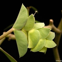 ޣ Euphorbia lupulina