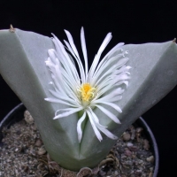 ֱ׶ Conophytum herreanthus