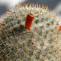 ѩ Mammillaria supertexta