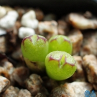 ϣ Conophytum loescheanum