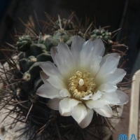 Gymnocalycium brachypetalum