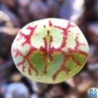 Conophytum placitum