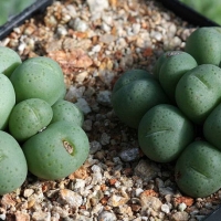 Conophytum pardivisum