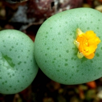  Conophytum flavum