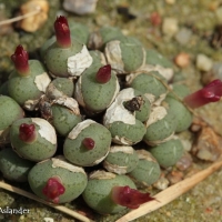 Conophytum etaylorii