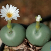 Ԫ ׶ Conophytum globosum