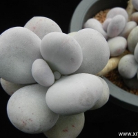 Ҷ Pachyphytum