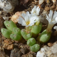 Conophytum lindenianum