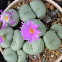  Conophytum gratum