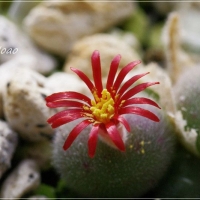 Conophytum helmutii