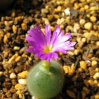 ϻë׶ Conophytum mirabile