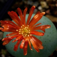 Conophytum ellipticum