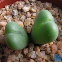 Conophytum niveum