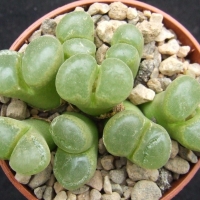 ̷ Conophytum longum