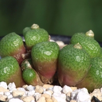  Conophytum fulleri