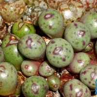  Conophytum hyracis