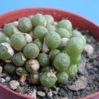 Conophytum namibense