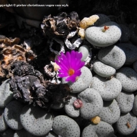 Conophytum indutum