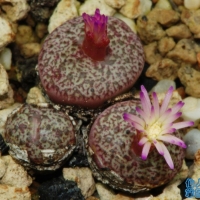 Conophytum divergens