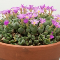 ʽ Conophytum taylorianum