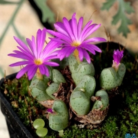  Conophytum turrigerum