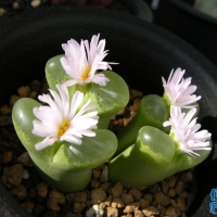 Conophytum discretum