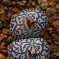 Conophytum praecinctum