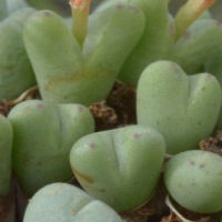 Conophytum gracile