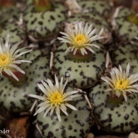   Conophytum obcordellum