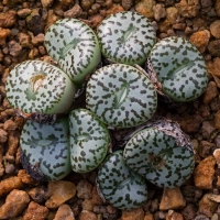  Conophytum ursprungianum