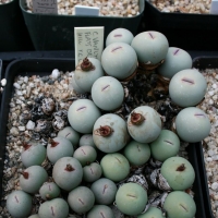 Conophytum namiesicum