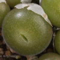 ݵ Conophytum depressum