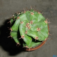  Cereus forbesii