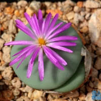 Conophytum glabrum