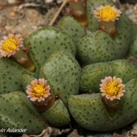 Conophytum klinghardtense