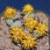 Conophytum komkansicum