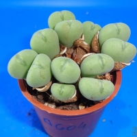  Conophytum meyeri