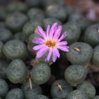 ׶ Conophytum orbicum