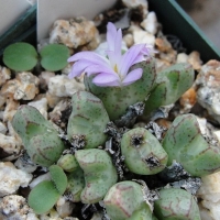 Conophytum tantillum