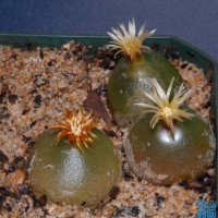 Ĭ Conophytum hammeri