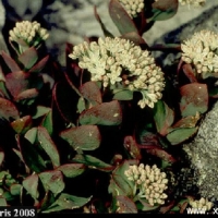 Hylotelephium telephioides