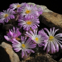  Conophytum friedrichiae