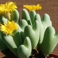 ٽ Conophytum bilobum