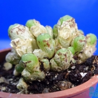 Conophytum exiguum