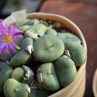 Conophytum maximum