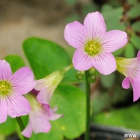 Oxalis zeekoevleyensis