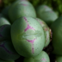 Conophytum polyandrum