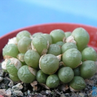 Conophytum graessneri