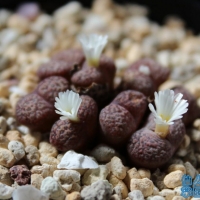 Conophytum pardicolor